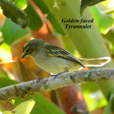 Golden-faced Tyrannulet